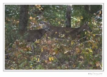 White-tailed Does.jpg